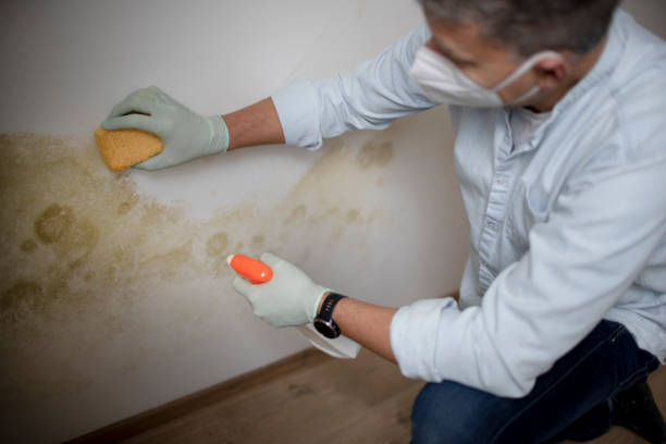 Mold Removal Process in Fowler, CO