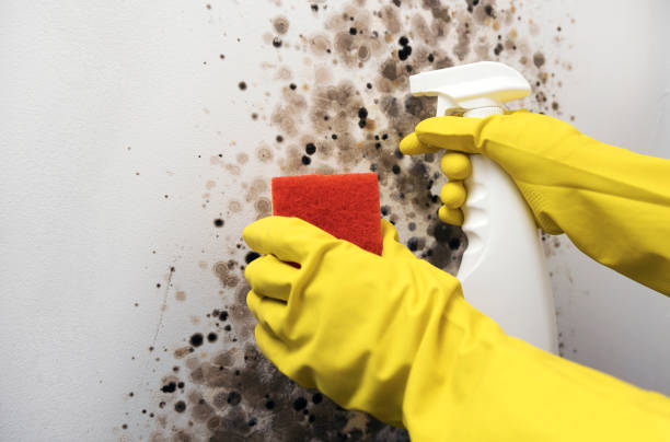 Best Crawl Space Mold Removal  in Fowler, CO